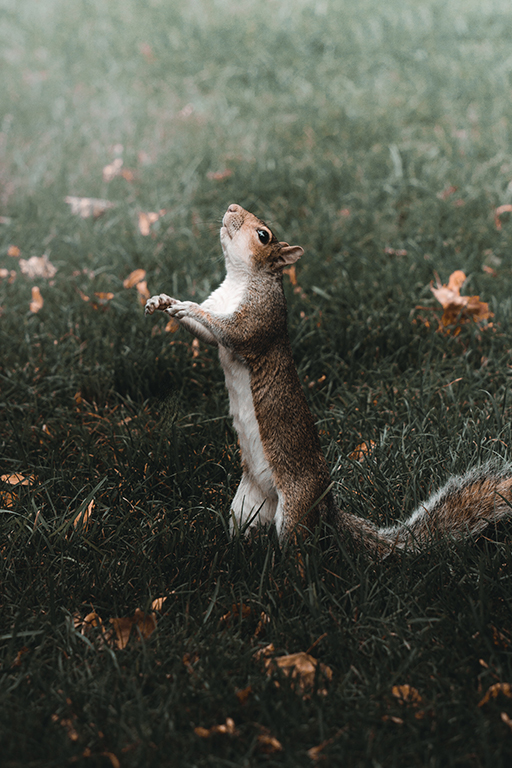 Squirrel in the forest