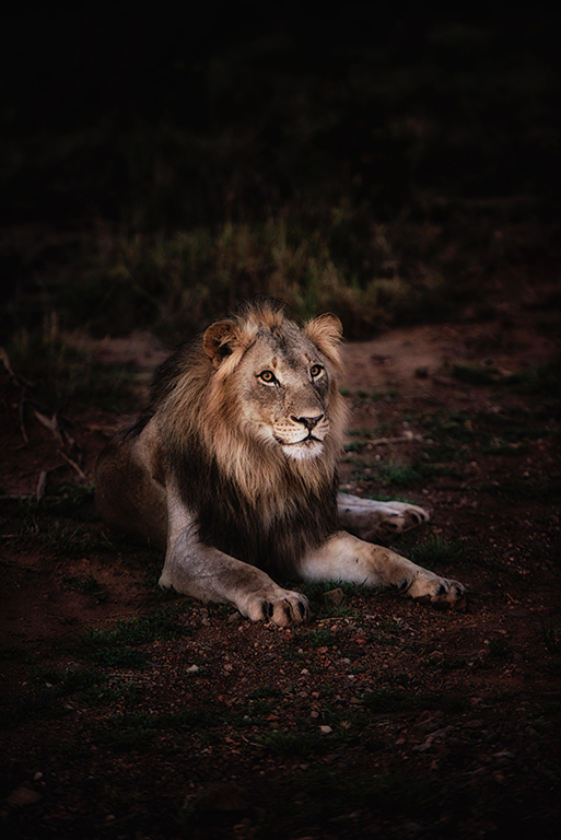 Lion laying down