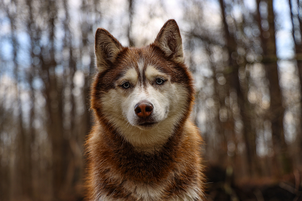 White and brown Siberian husky