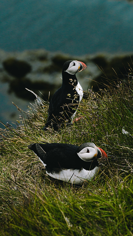 Two puffins