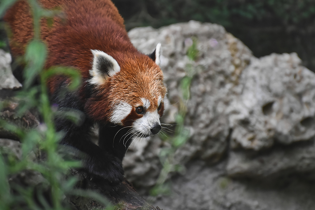 Red panda