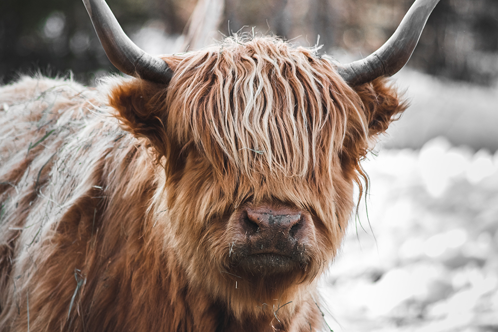 Highland Cow close up