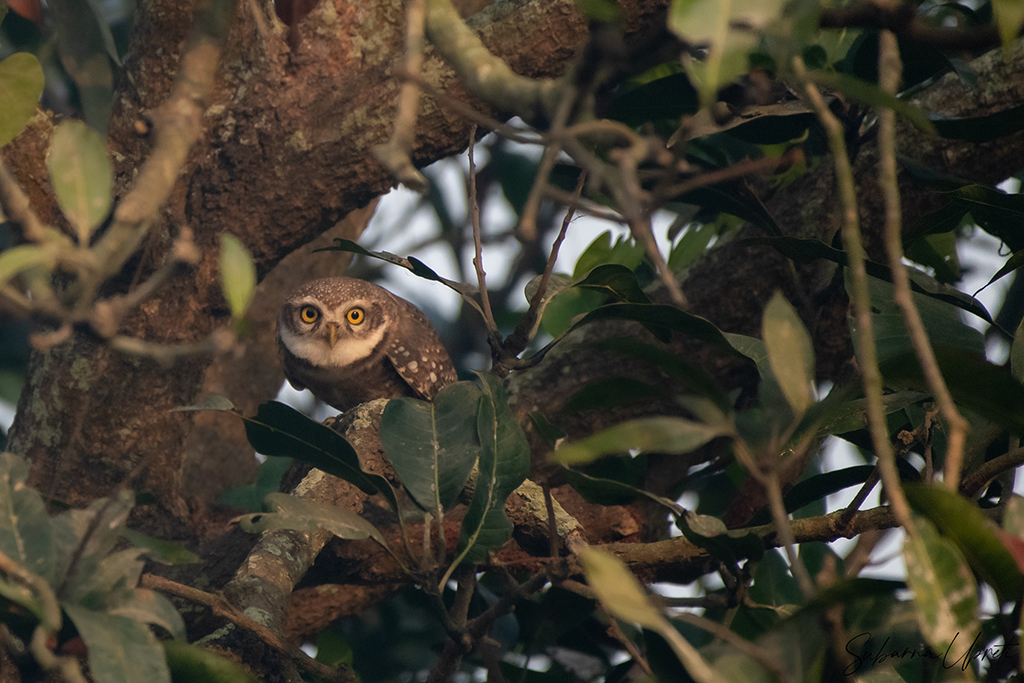 Owl on a tree branch