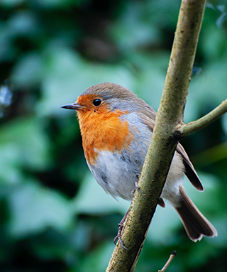 Bird photography workshops